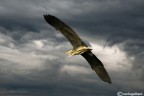 Airone verso il temporale