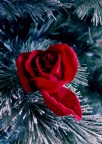 Rosa di Natale