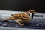 Trovato sul mio computer oggi e fotografato subitooooo