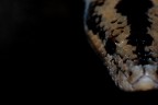ritratto della mia femmina di lichanura trivirgata(rosy boa) fatto con nikon d60 nikkor 105 micro 1/2 f.16 iso 100 e flash(qello incorporato)modificata solo tramite la curva(non so se si dica cosXD)..