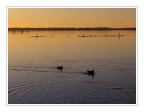 Massaciuccoli #2