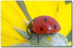 L'eterna Coccinella