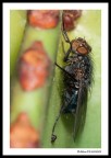 ...the fly...