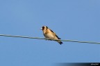 cardellino
