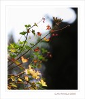 Resti d'autunno...