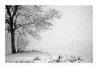 Neige