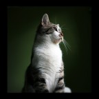 Gatto