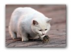 Il gatto e il topo