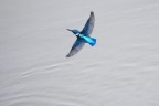 dal celeste al blu