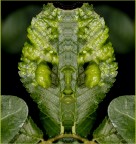boccuccia