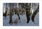 Verticali