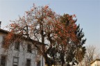 un albero pieno di frutti in pieno inverno