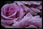 ...nel mio giardino...