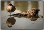 Anatra # 2 - dormiente
