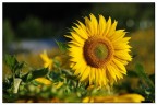 Girasole sentinella