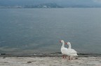 Stresa
