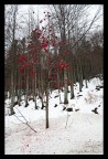 Rosso scarlatto..