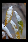 foglie innevate..