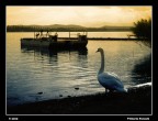 IL SOLITARIO