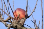 Mela rimasta a riposo, foto fatta l'altro ieri con un freddo boia, per provare il nikon 300f4 (usato) che mi sono regalato per Natale