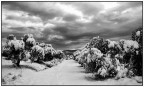 montale B/W..