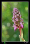 Barlia robertiana....primizia