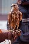 falco