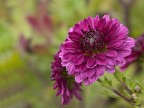 fiori d'autunno