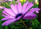 Petali