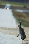 Aspettando diligentemente ad attraversare