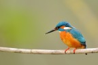 M.Pescatore