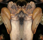 lumache maschie