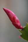 DSC04954