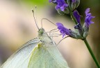 farfalla