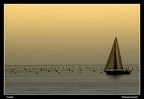 VELA