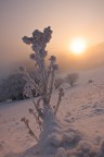 Fiore d'inverno