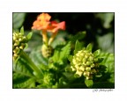 Fiore