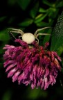 albino