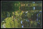 riflessi