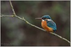 Alcedo Atthis
