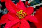 ...di una Stella di Natale. In realt  fatta di tessuto: primo esperimento di close-up. Luce naturale e leggero colpo di fill-flash.