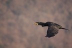 cormorano