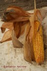 pannochia