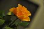 ROSES...