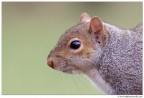 Sguardo
