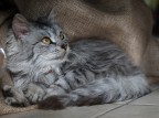 il mio micione