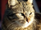 Gatti di Istanbul 1