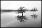 trees