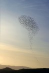 La stagione fredda  il periodo degli stormi in aria la sera...