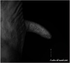 il codino del maiale il codino del maiale